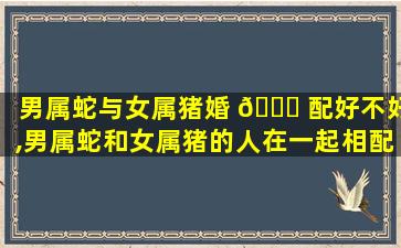 男属蛇与女属猪婚 🐒 配好不好,男属蛇和女属猪的人在一起相配吗